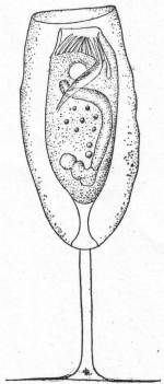 Cothurnia nodosa