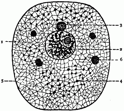 Fig. 4—Diagram of a typical cell (after Wilson). 1. Main body. 2. Nucleus. 3. Attraction sphere. 4. Food particles and waste. 5. Cell-wall. 6. Masses of active material found in certain cells, called plastids. Fig. 4