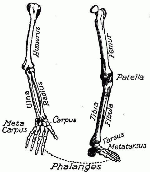Fig. 102—Bone groups of arm and leg. Fig. 102