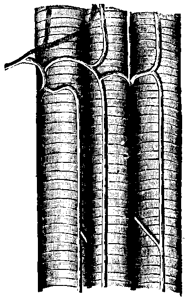 Fig. 113—Capillaries of muscles. Fig. 113