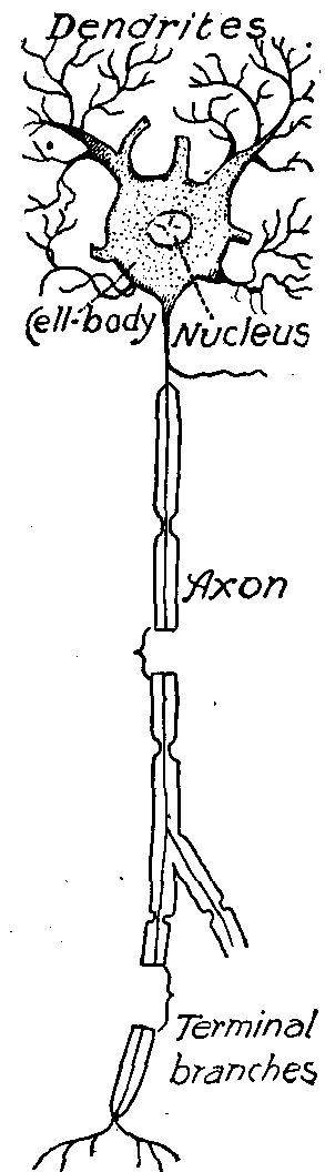 Fig. 126—Diagram of a mon-axonic neuron (greatly enlarged except as to length). The central thread in the axon is the axis cylinder. Fig. 126