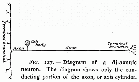 Fig. 127—Diagram of a di-axonic neuron. The diagram shows only the conducting portion of the axon, or axis cylinder. Fig. 127