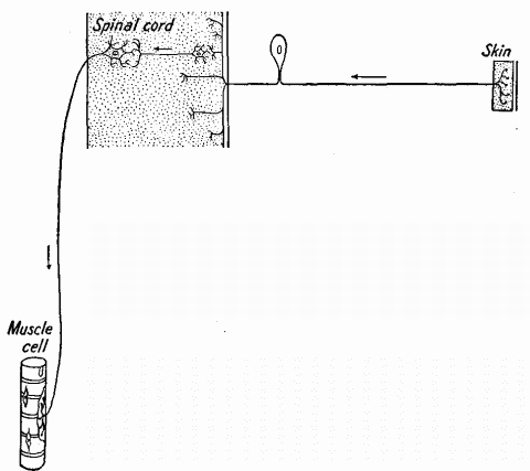 Fig. 129—Diagram of a nerve path starting at the skin, extending through the spinal cord, and passing out to muscles. A division of this path also reaches the brain. Fig. 129