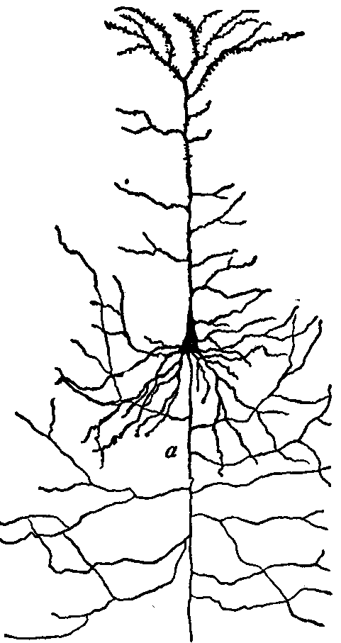 Fig. 131—Microscope drawing of a neuron from cerebral cortex. a. Short segment of the axis cylinder with collateral branches. Fig. 131