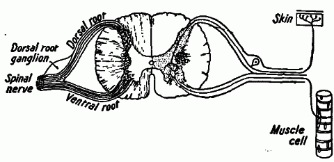 Fig. 135—Connection of spinal nerves with the cord. On the right is shown a nerve pathway from the skin to the muscle. A division of this pathway reaches the brain. Fig. 135