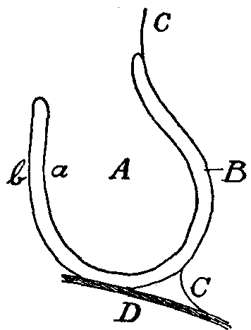 Fig. 14—Diagram of section of the pericardial sac, heart removed. A. Place occupied by the heart. B. Space inside of pericardial sac. a. Inner layer of pericardium and outer lining of heart. b. Outer layer of pericardium. C. Covering of lung. D. Diaphragm. Fig. 14