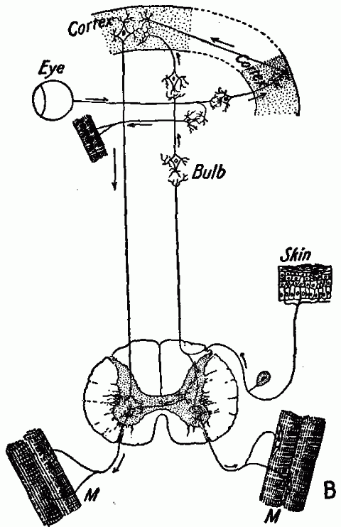 Fig. 141—Diagram of voluntary action pathways including reflex pathways. Fig. 141