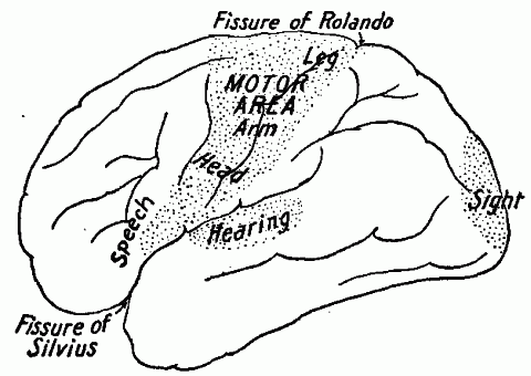 Fig. 142—Location of cerebral functions. Diagram of cerebrum, showing most of the areas whose functions are known. Fig. 142