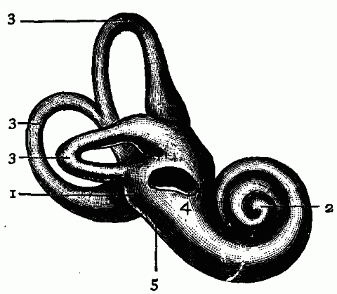 Fig. 152—General form, of internal ear. The illustration represents the structures of the internal ear surrounded by a thin layer of bone. 1. Vestibule. 2. Cochlea. 3. Semicircular canals. 4. Fenestra ovalis. 5. Fenestra rotunda. Fig. 152