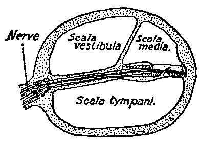 Fig. 153—Diagram showing the divisions of cochlear canal. Fig. 153