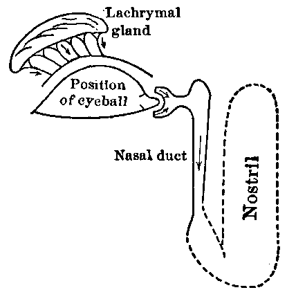 Fig. 163—Diagram of irrigating system of the eye. After wetting the eyeball the tears may also moisten the air entering the lungs. Fig. 163