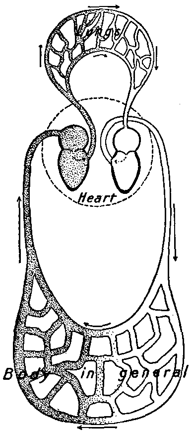 Fig. 17—Diagram of the circulation, showing in general the work done by each part of the heart. The right ventricle forces the blood through the lungs and into the left auricle. The left ventricle forces blood through all parts of the body and back to the auricle. The auricles force blood into the ventricles. Fig. 17