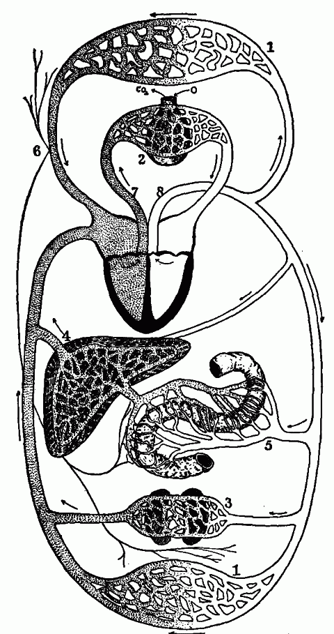Fig. 23—General scheme of the circulation, showing places where the blood takes on and gives off materials. 1. Body in general. 2. Lungs. 3. Kidneys. 4. Liver. 5. Organs of digestion. 6. Lymph ducts. 7. Pulmonary artery. 8. Aorta. Fig. 23