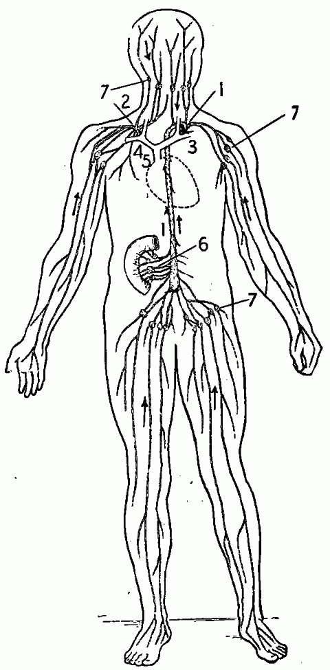 Fig. 28—Diagram of drainage system for the lymph. 1. Thoracic duct. 2. Right lymphatic duct. 3. Left subclavian vein. 4. Right subclavian vein. 5. Superior vena cava. 6. Lacteals. 7. Lymphatic glands. The small tubes connecting with the lymph spaces in all parts of the body are the lymphatics. Fig. 28