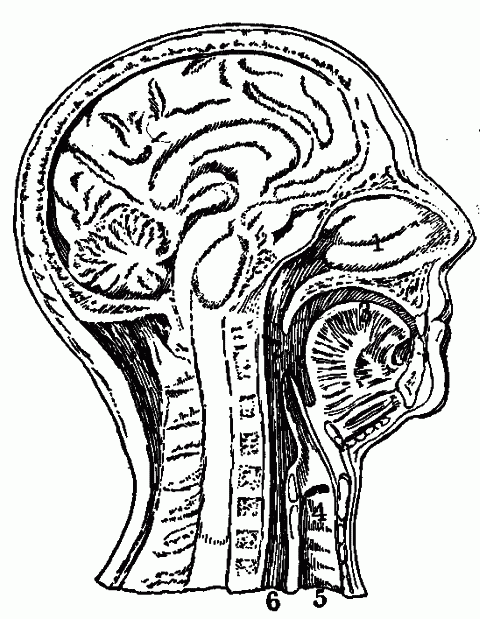 Fig. 34—Model of section through the head, showing upper air passages and other parts. 1. Left nostril. 2. Pharynx. 3. Tongue and cavity of mouth. 4. Larynx. 5. Trachea. 6. Esophagus. Fig. 34