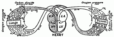 Fig. 55—Diagram illustrating movement, of oxygen and carbon dioxide through the body (S.D. Magers). Each moves from a place of relatively high to a place of relatively low pressure. (See text.) Fig. 55
