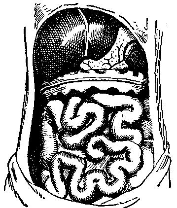 Fig. 75—Model for demonstrating the abdomen and its contents. Fig. 75