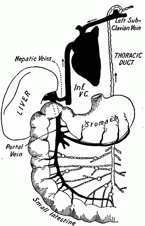 Fig. 77—Diagram of routes from food canal to general circulation. See text. Fig. 77