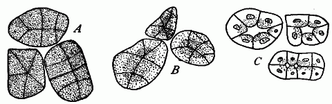 Fig. 86—Secreting cells from the pancreas (after Langley). A. After a period of rest. B. After a short period of activity. C. After a period of prolonged activity. In A and B the nuclei are concealed by the granules that accumulate during the resting period. Fig. 86