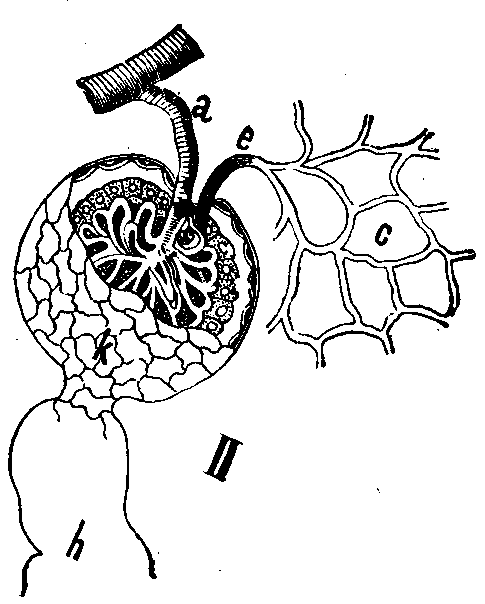 Fig. 89—Malpighian capsule highly magnified (Landois). a. Small artery entering capsule and forming cluster of capillaries within. e. Small vein leaving capsule and branching into c, a second set of capillaries, h. Beginning of uriniferous tubule. Fig. 89