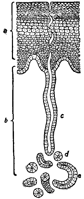 Fig. 91—Diagram of section through a sweat gland. a. Outer layer of skin or cuticle. b. Dermis or true skin. d, e. Sections of the tube forming the coiled portion of the gland. c. Duct passing to the surface. The other structures of the skin not shown. Fig. 91