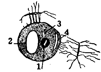 Fig. 95—Section showing Haversian canal and contents, highly magnified (after Schäfer). 1. Arterial capillary. 2. Venous capillary. 3. Nerve fibers. 4. Lymph vessel. Fig. 95