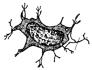 Fig. 96—Bone cell removed from the lacuna and very highly magnified. (From Quain's Anatomy.) Fig. 96