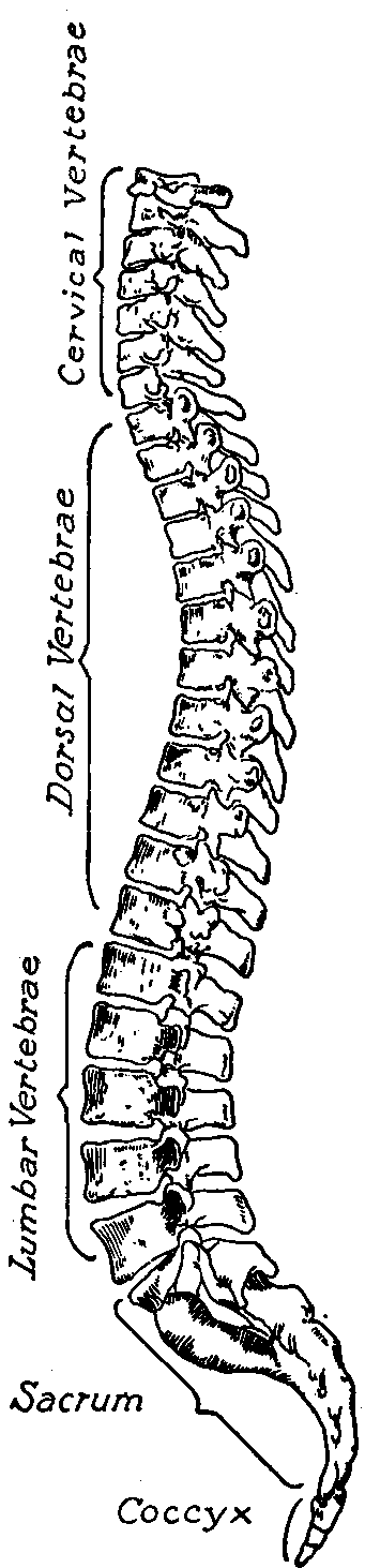 Fig. 98—The spinal column. Fig. 98