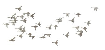 Typical Flock Pattern