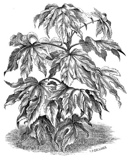 Fig. 15.