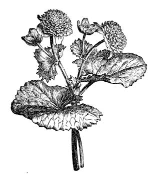 Fig. 22.