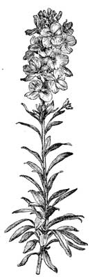 Fig. 24.