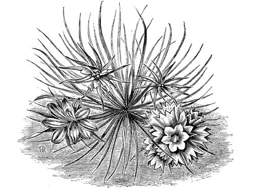 Fig. 36.