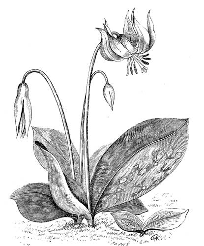 Fig. 38.