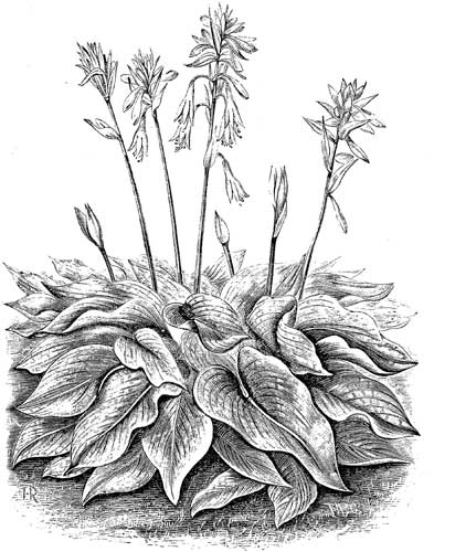 Fig. 40.