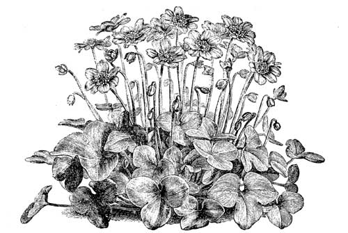 Fig. 50.