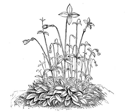 Fig. 52.
