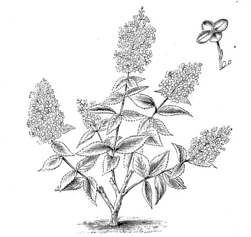 Fig. 53.