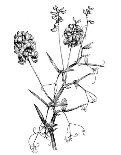 Fig. 57.