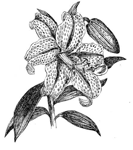 Fig. 59.