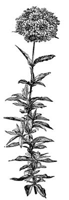 Fig. 61.