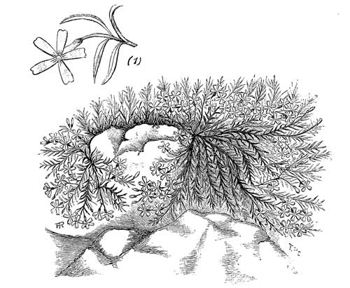 Fig. 74.