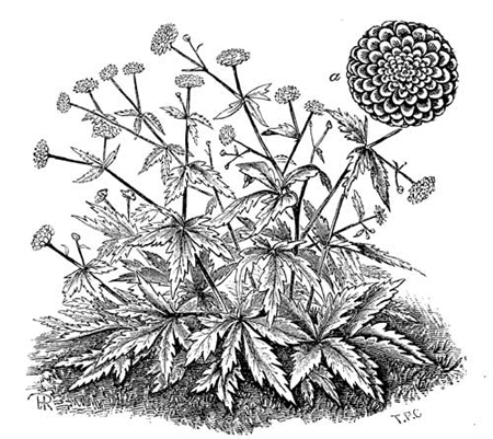 Fig. 79.