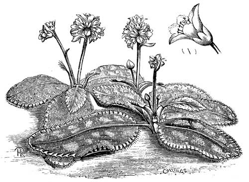 Fig. 84.