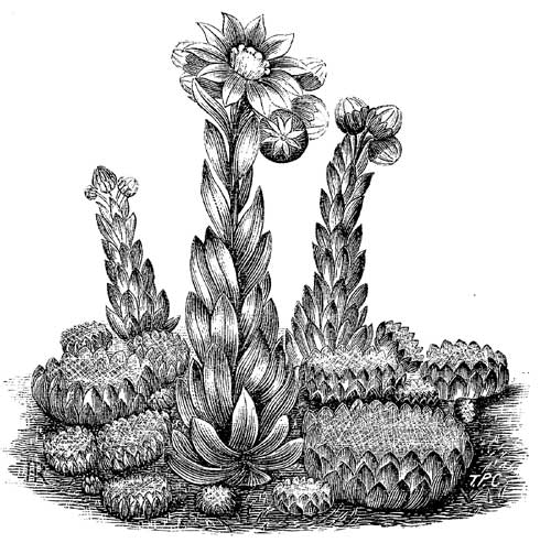 Fig. 95.