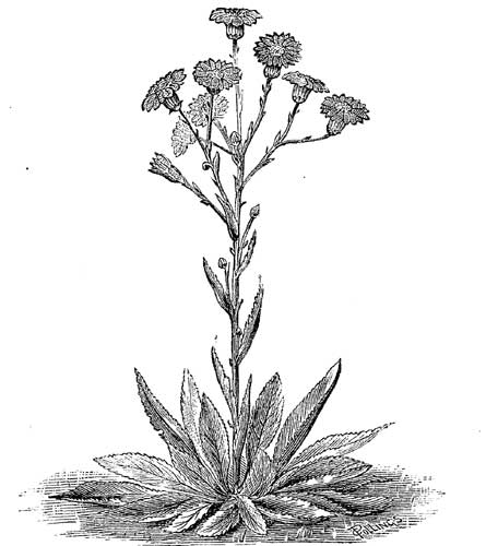Fig. 96.