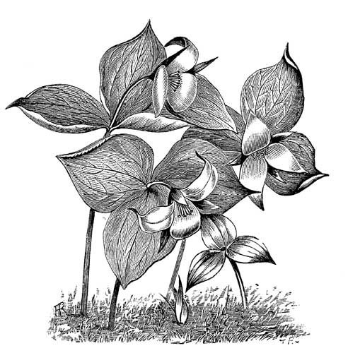 Fig. 104.