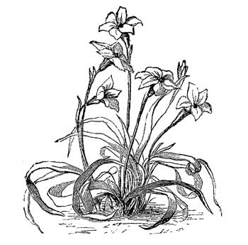 Fig. 105.