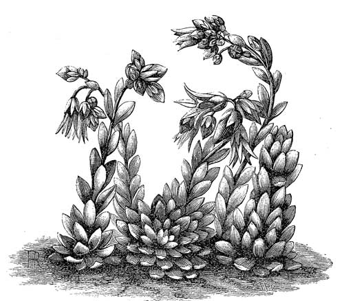 Fig. 107.