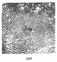Fig. 239 Fig. 239